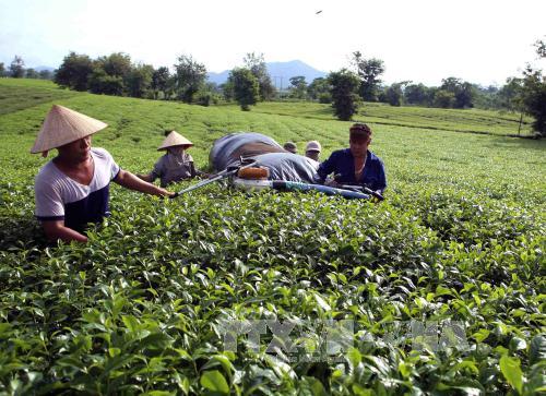 Sẽ có 20.000 nông dân tham gia hợp tác công – tư sản xuất chè bền vững 